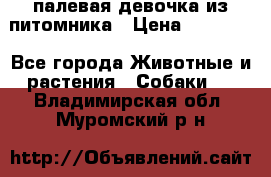 палевая девочка из питомника › Цена ­ 40 000 - Все города Животные и растения » Собаки   . Владимирская обл.,Муромский р-н